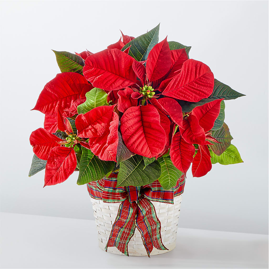 Happiest Holidays Poinsettia – The Flower Basket, Hickory NC