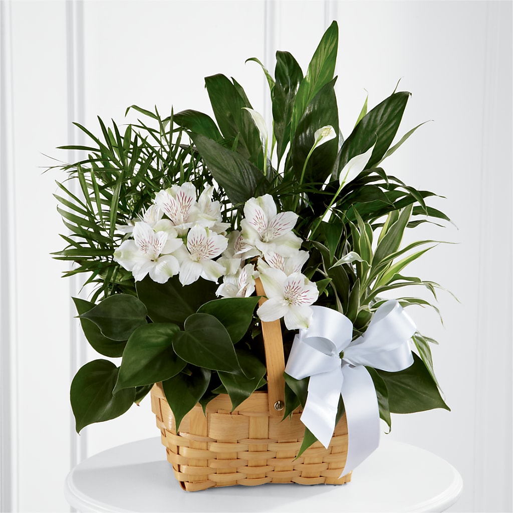 peace lily hanging basket Peace & Serenity Dishgarden – green, white flower arrangement | Hickory, NC