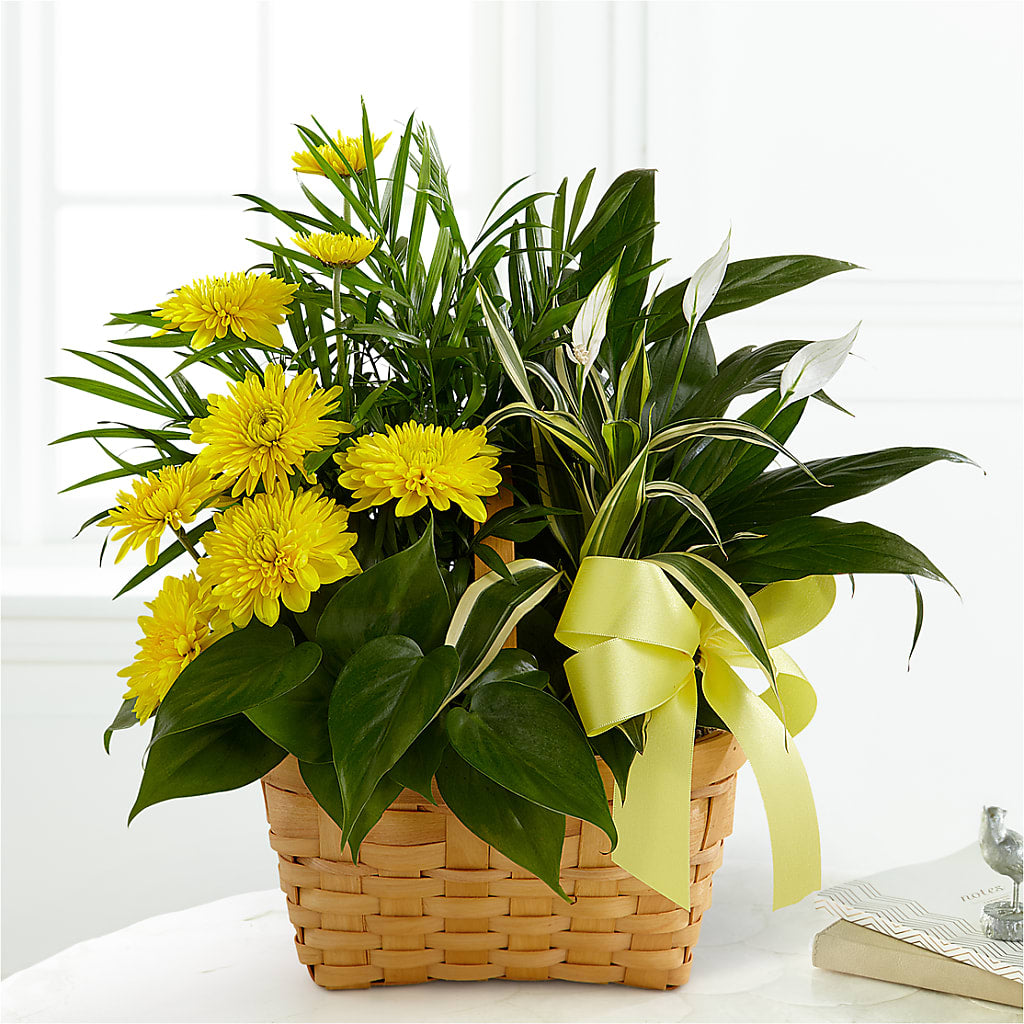 Loving Light Dishgarden – The Flower Basket, Hickory NC