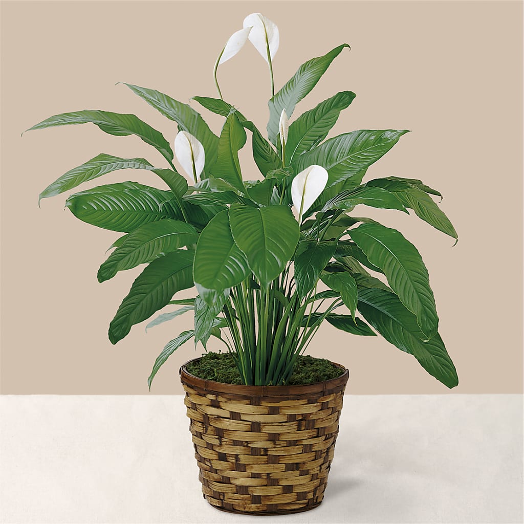 Tranquil Moments Peace Lily Plant – The Flower Basket, Hickory NC