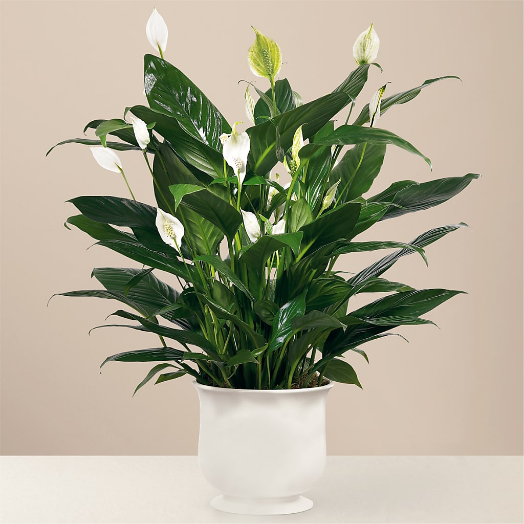 Comfort Planter – The Flower Basket, Hickory NC