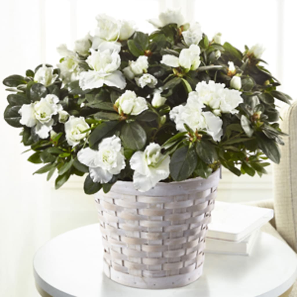 White Azalea Plant – The Flower Basket, Hickory NC