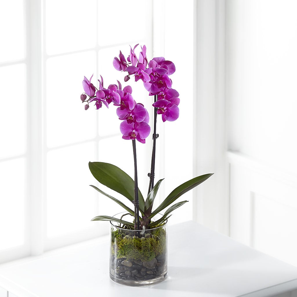 Pink Orchid Plant – The Flower Basket, Hickory NC