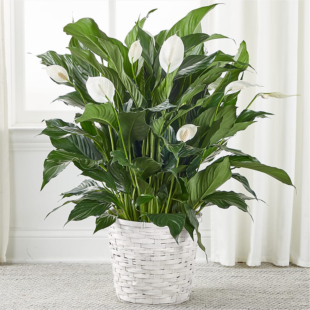 A New Leaf Peace Lily – The Flower Basket, Hickory NC