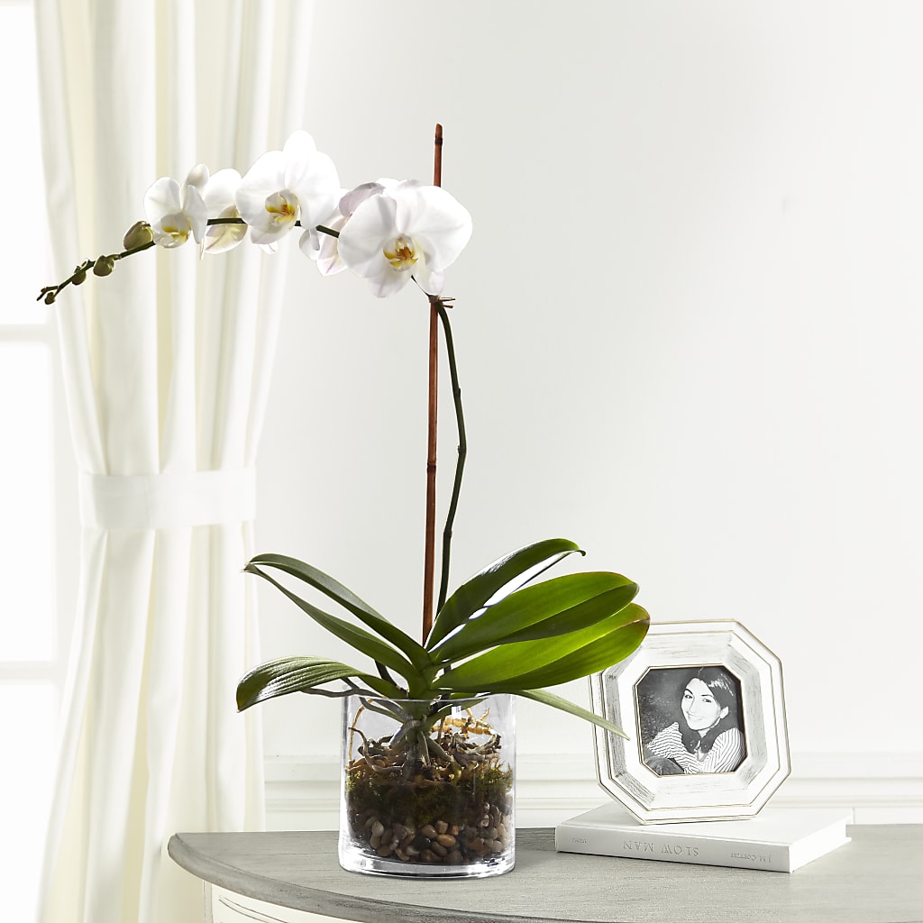 White Orchid Planter – The Flower Basket, Hickory NC