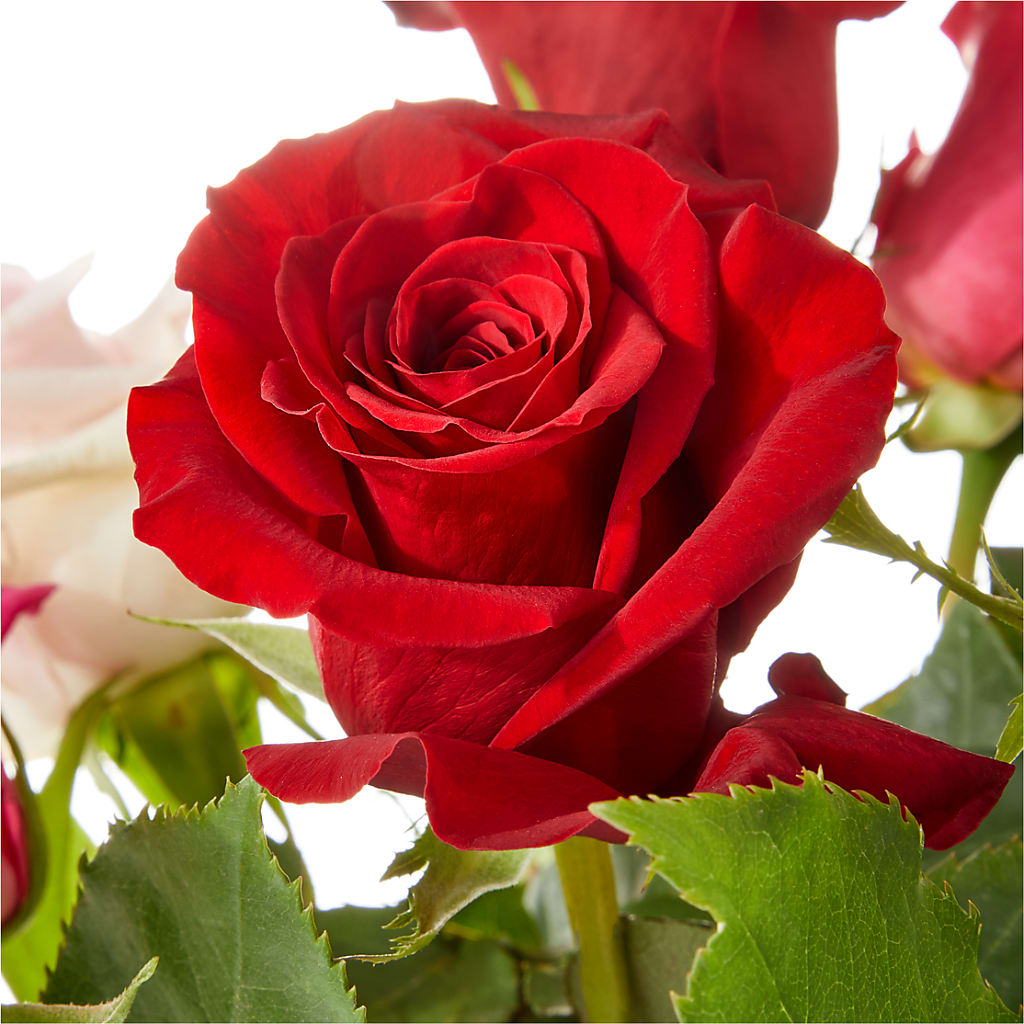 Love Notes Rose Bouquet – The Flower Basket, Hickory NC