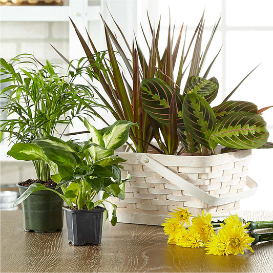 Florist Designed Blooming and Green Plants in a Basket –  The Flower Basket, Hickory NC