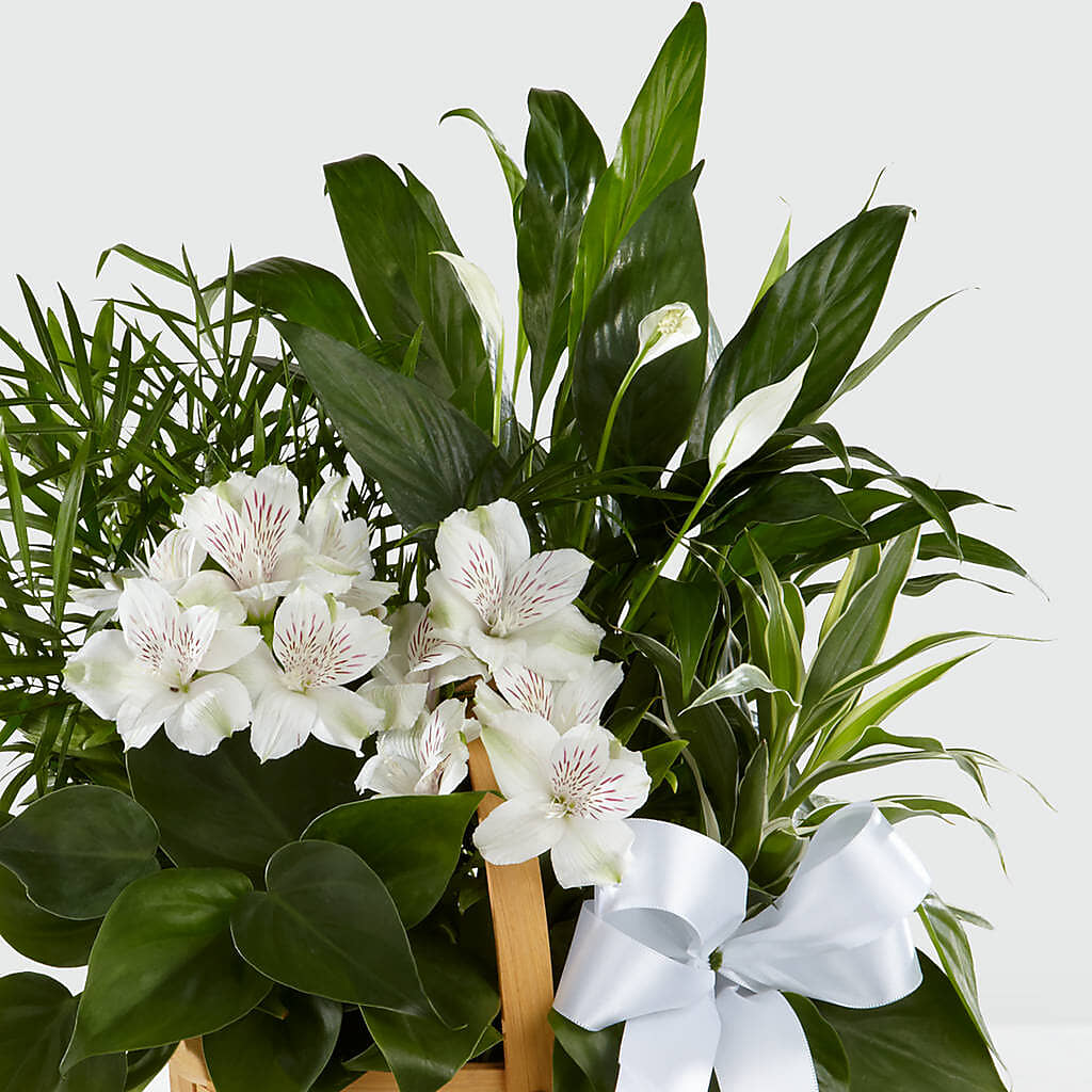 Peace & Serenity Dishgarden –  The Flower Basket, Hickory NC