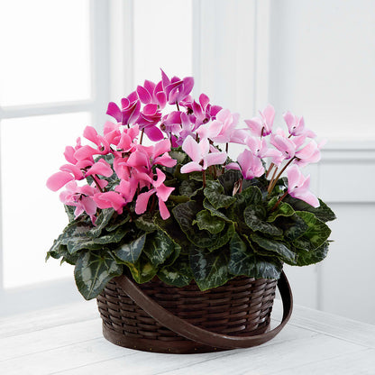 Mixed Cyclamen Planter –  The Flower Basket, Hickory NC