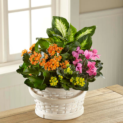 Color Crush Dishgarden –  The Flower Basket, Hickory NC