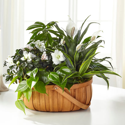 Serene Dishgarden –  The Flower Basket, Hickory NC