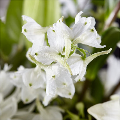 Classic Ivory – A Florist Original –  The Flower Basket, Hickory NC